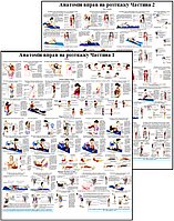 Анатомічний комплект плакатів для  стретчінга м'язів 67*86см. Плакат анатомії та розтягування м'язів