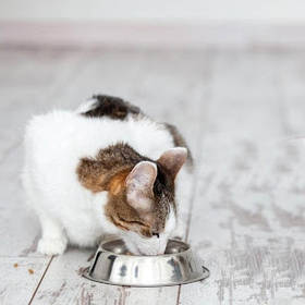 Корм для кішок