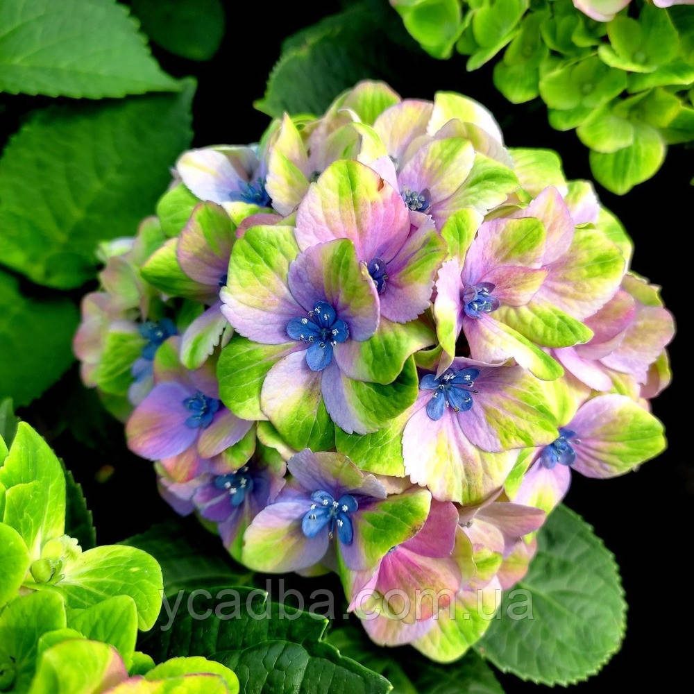 Гортензія крупнолистова Меджикал Джевел Блю, Magical Jewel Blue 49 (горщик 2л), фото 1