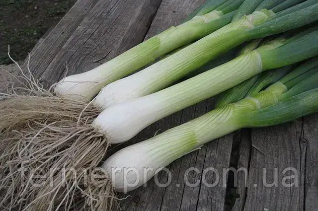Насіння цибулі на перо, японське 0,25 кг насіння Hortus, фото 1