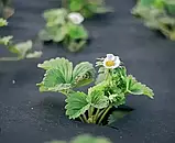 Агроволокно чорне з перфорацією 50г/м² • 2 отвори • 1.07×100 м • "Shadow" • Для мульчування та захисту., фото 5