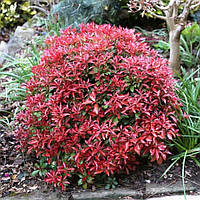 Пієріс японський "Forest Flame"    Декоративні садові рослини,квіти саджанці,розсада