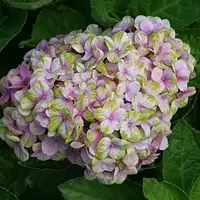 Гортензія великолистна "Magical" Snowtime"        квітучі садові чагарники