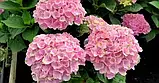 Гортензія великолистна "Pretty Pink" декоративні чагарники багаторічники, фото 3