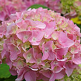 Гортензія великолистна "Pretty Pink" декоративні чагарники багаторічники, фото 2