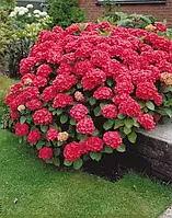 Гортензія великолистна "Red Power" С3     декоративні саджанці для саду