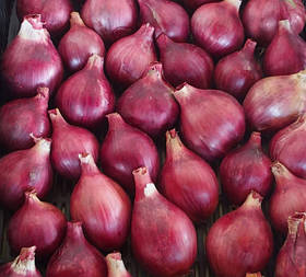 Цибуля шалот Шелія 500 г фракція 22/48 Triumfus Onion Products