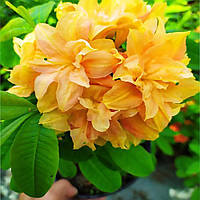 Азалія "Golden Lights" саджанці азалій,квіти садові