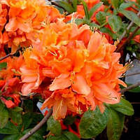 Азалія "Mandarin Lights"