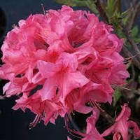 Азалія "Rosy Lights"