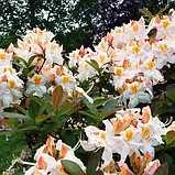 Азалія "Silver Slipper", фото 2