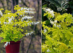 Дицентра "White Gold" кущові квіти садові