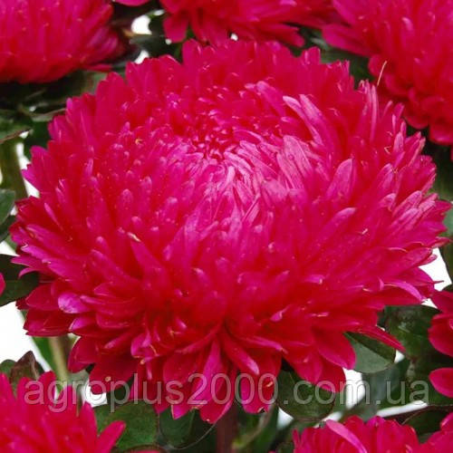 Насіння Астра китайська Сіринга Червона 0,1 грама Satimex