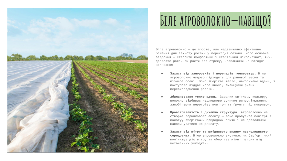 Біле агроволокно — це просте, але надзвичайно ефективне рішення для захисту рослин у перехідні сезони. Його основне завдання — створити комфортний і стабільний мікроклімат, який дозволяє рослинам рости без стресу, незважаючи на погодні коливання. Захист від заморозків і перепадів температур. Біле агроволокно чудово підходить для ранньої весни та пізньої осені. Воно зберігає тепло, накопичене вдень, і поступово віддає його вночі, зменшуючи ризик переохолодження рослин. Збалансоване тепло вдень. Завдяки світлому кольору, волокно відбиває надлишкове сонячне випромінювання, запобігаючи перегріву повітря та ґрунту під покривом. Провітрюваність і дихаюча структура. Агроволокно не створює парникового ефекту — воно пропускає повітря і вологу, зберігаючи природний обмін і не дозволяючи накопичуватися конденсату. Захист від вітру та шкідливого впливу навколишнього середовища. Біле агроволокно виступає як бар’єр, який пом’якшує дію вітру та оберігає ніжні пагони від механічних ушкоджень.