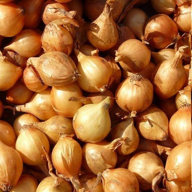 Озима цибуля саджанка ШАЛОТ Мінді (Єллоу Мун) 10кг Голландія