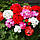 Насіння Квіти Пеларгонія Зональна суміш 5 шт Насіння України, фото 3