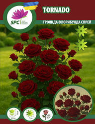 Роза бордюрна, спрей Tornado