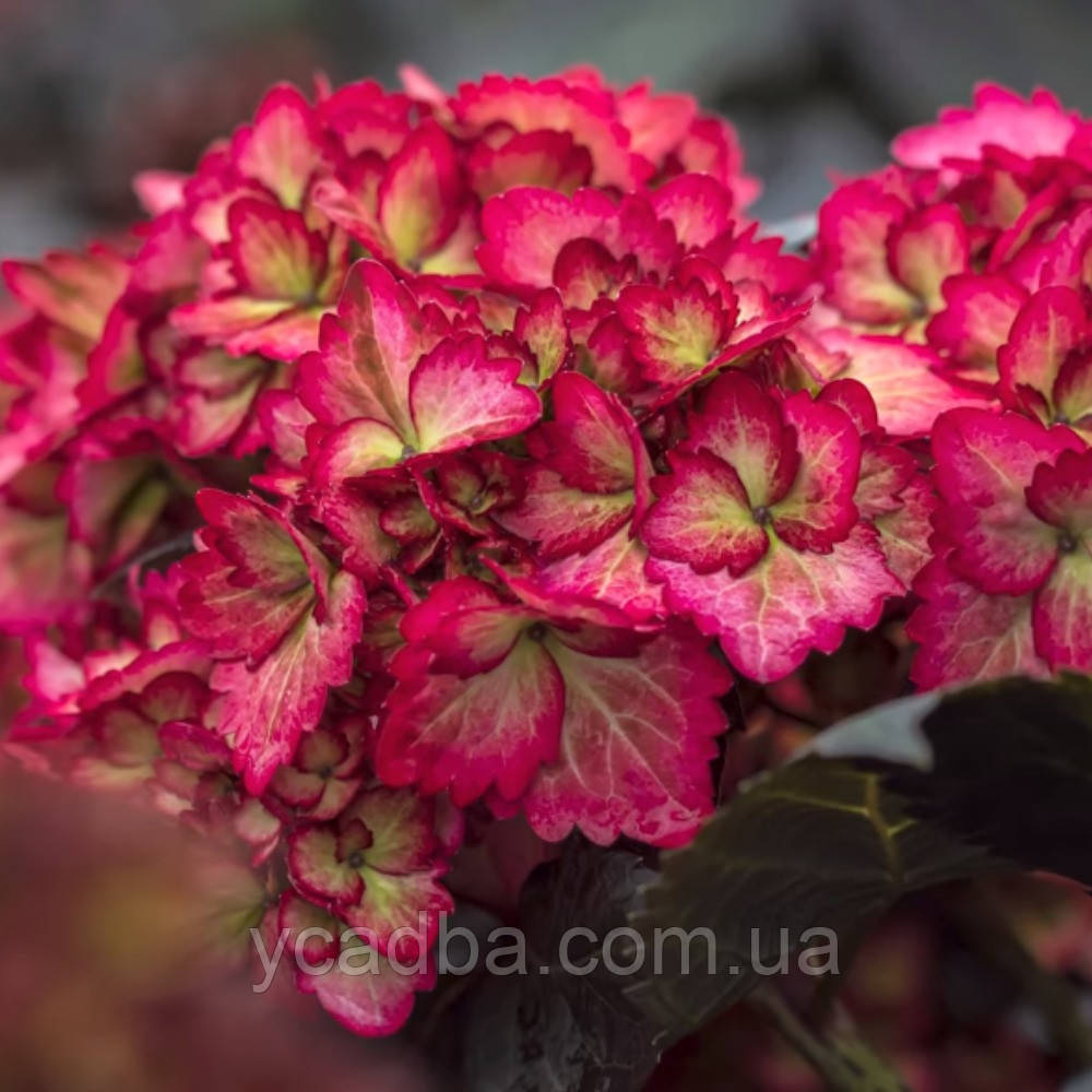 Гортензія великолистна Ферст Едішн "Екліпс", First Editions "Eclipse" 71 (горщик 0,5л), фото 1