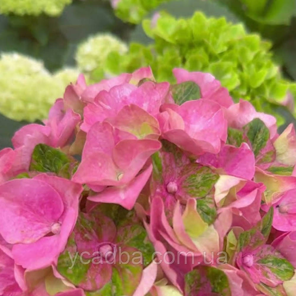 Гортензія крупнолистова Рембрандт "Антіко Фреско", Rembrandt "Antico Fresco" 88 (горщик 0,5л), фото 1