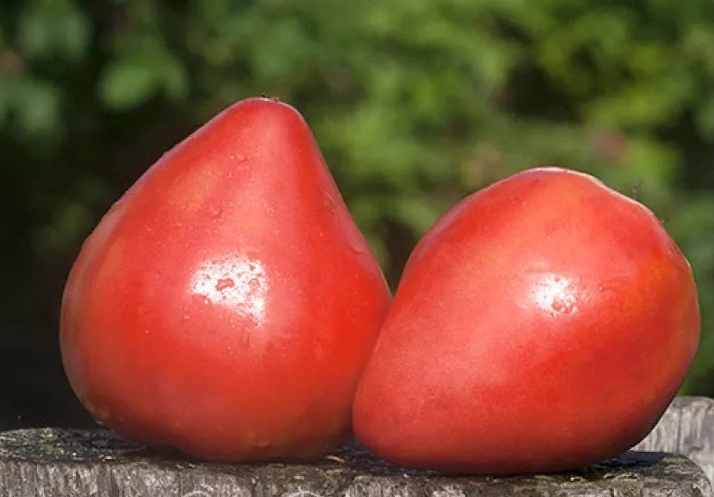 Насіння томату Дівочі груди 15 шт, фото 1