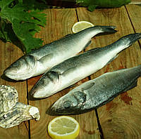 Сибас (лаврак) 300/400  с/м непротрошеный с/г