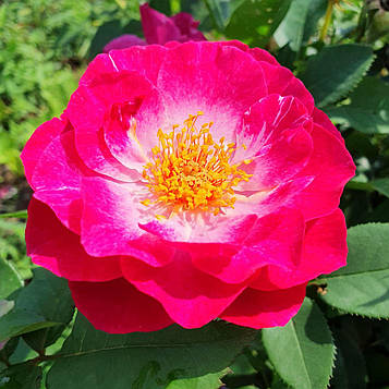 Блю Іден (Blue Eden/Wild Blue Yonder)