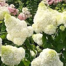 Гортензія волотиста ПОЛЯРНИЙ ВЕДМІДЬ, фото 1