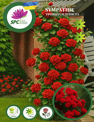 Троянда в'юнка Sympathie(Red Beauty)