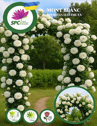 Троянда в'юнка Montblanc (White Beauty)