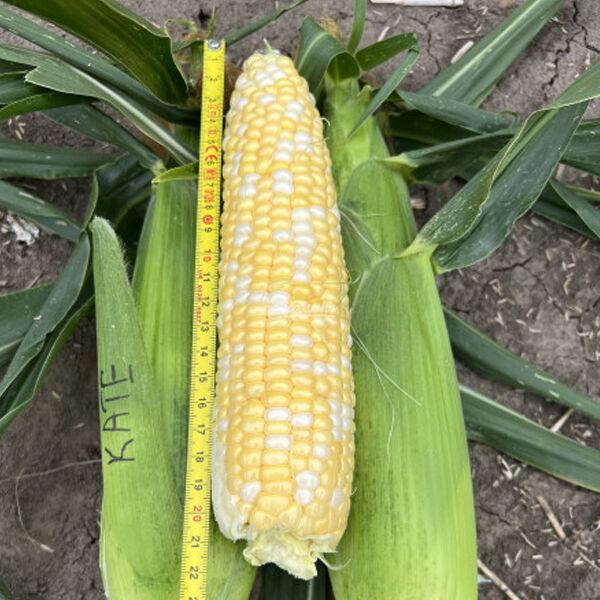 Кукурудза Кейт F1 Clause 50 шт., фото 1