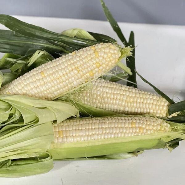 Кукурудза Ніколь F1 Clause 20 шт, фото 1