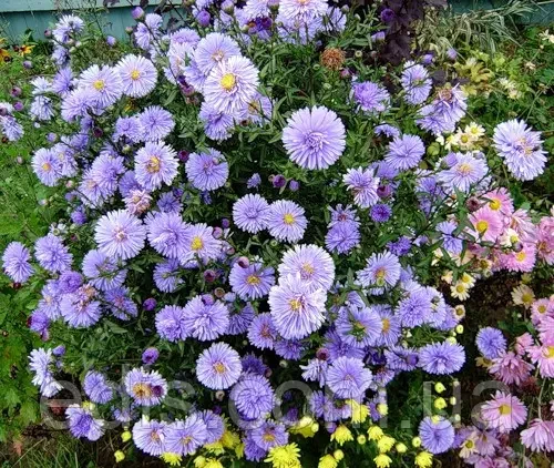 Астра "Marie Ballard" Саджанці квітів,багаторічники, фото 1