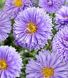 Астра "Marie Ballard" Саджанці квітів,багаторічники, фото 2