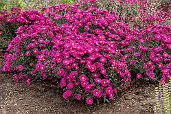 Астра "Neron"  Садові квіти,багаторічники