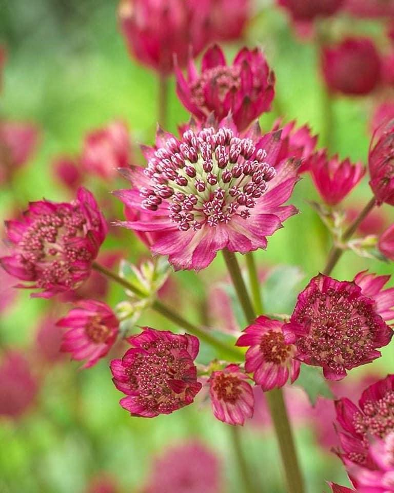 Астранція "Astra Red" Садові багаторічні квіти, фото 1