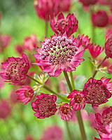 Астранція "Astra Red"  Садові багаторічні квіти