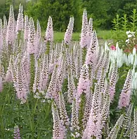 Вероніка "First Choice" Розсада квітів багаторічних