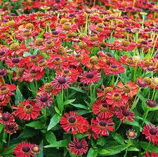 Геленіум "Mariachi" 'Siesta" багаторічні квіти для саду, фото 1