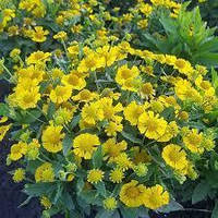 Геленіум "Mariachi" 'Sombrero"рослини для саду у горщиках