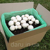 Засіяні грибні блоки (набори) печериці Сімейний 40х20 / 40х35 см