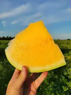 Насіння Кавун Оранж Лакшері F1, 5 насінин Lark Seeds Агропак, фото 2