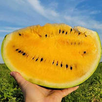 Насіння Кавун Оранж Лакшері F1, 5 насінин Lark Seeds Агропак, фото 3