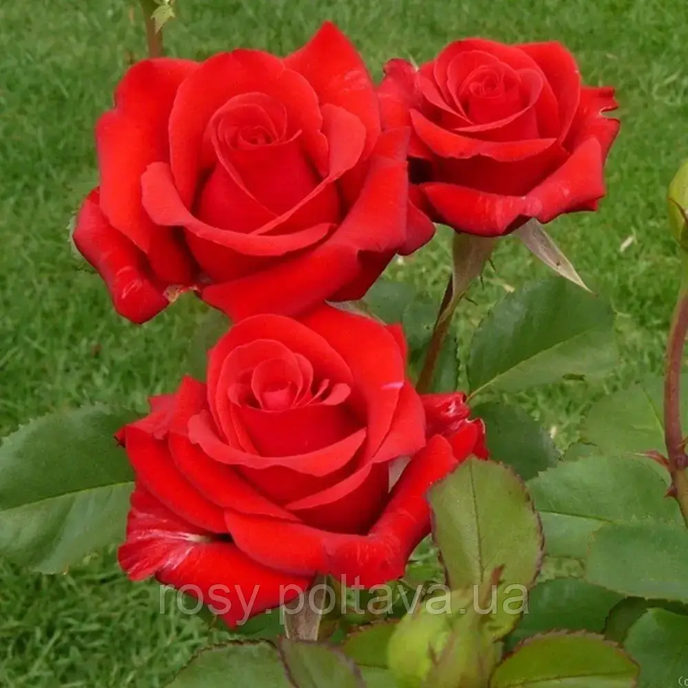 Кардінал (Kardinal), фото 1