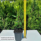 Саджанці лавра Бойфренд (Laurus Boyfriend) Р9, фото 2