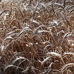 Насіння озимої пшениці Сталева