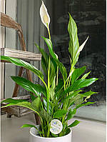 Квітучий спатифілум у горщику 13 см, висота 50 см.