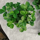 Агроволокно чорно-біле. Для мульчування. Щільність 50 г/м2. 1.07 х 50 м. "Shadow". Чехія, фото 7