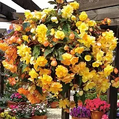 Насіння Бегонія каскадна Ілюмінейшен F1 Абрикос (apricot ) 100 насінин Benary