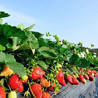 Полуниця Клодія