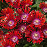 Делосперма "Sundella Flame" садові низькорослі грунтопокривні квіти, фото 2